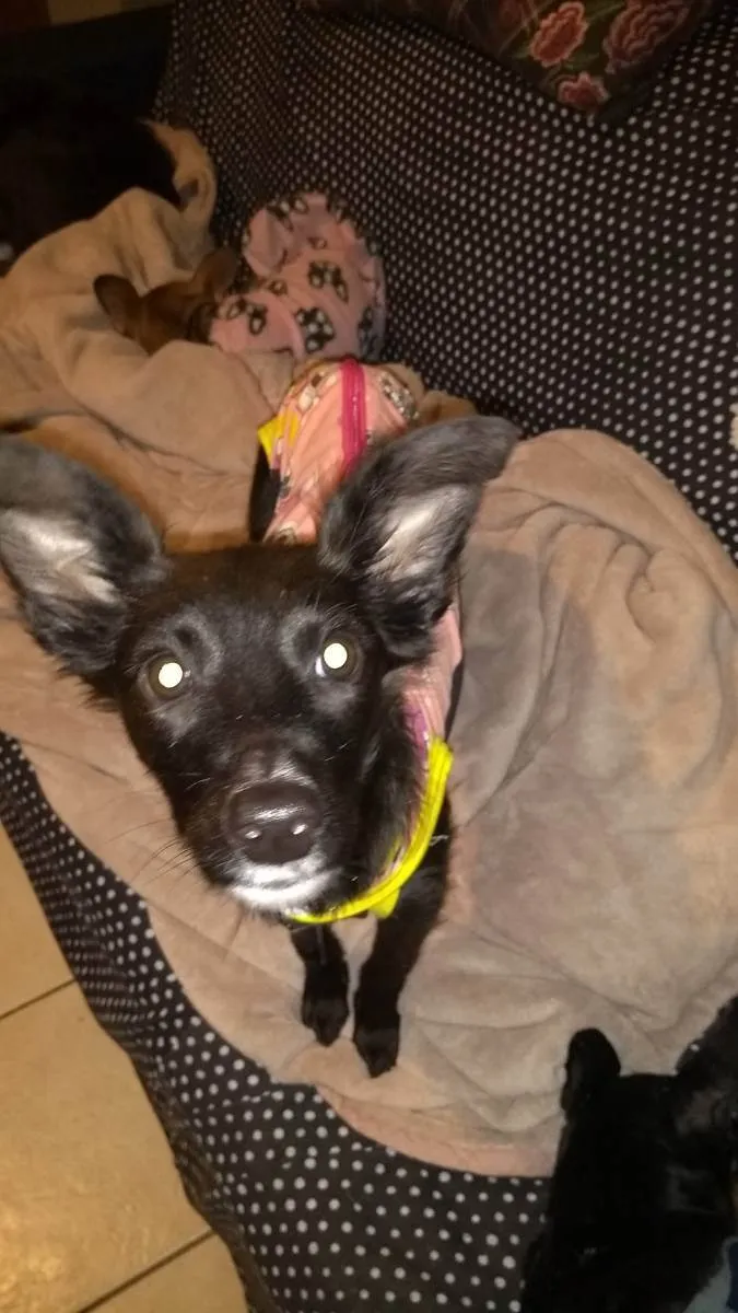 Cachorro ra a Mix Border  idade 7 a 11 meses nome Lore