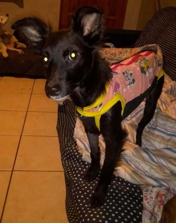 Cachorro ra a Mix Border  idade 7 a 11 meses nome Lore
