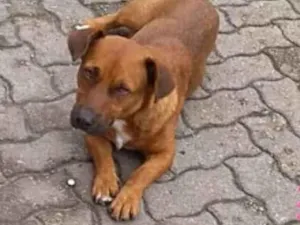 Cachorro raça Mix de Linguiça  idade 1 ano nome Boromir 