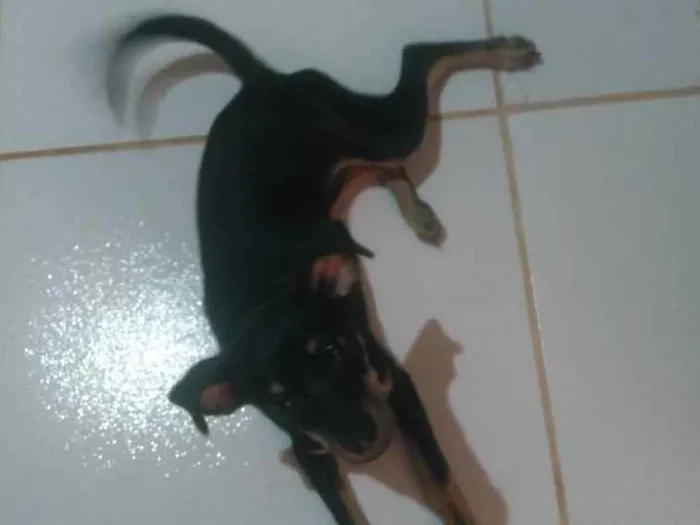 Cachorro ra a  idade 2 a 6 meses nome Laila