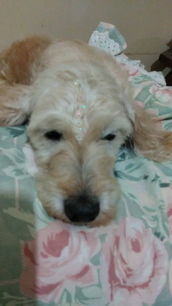 Cachorro raça Mestica  de Cocker  idade 5 anos nome Nina