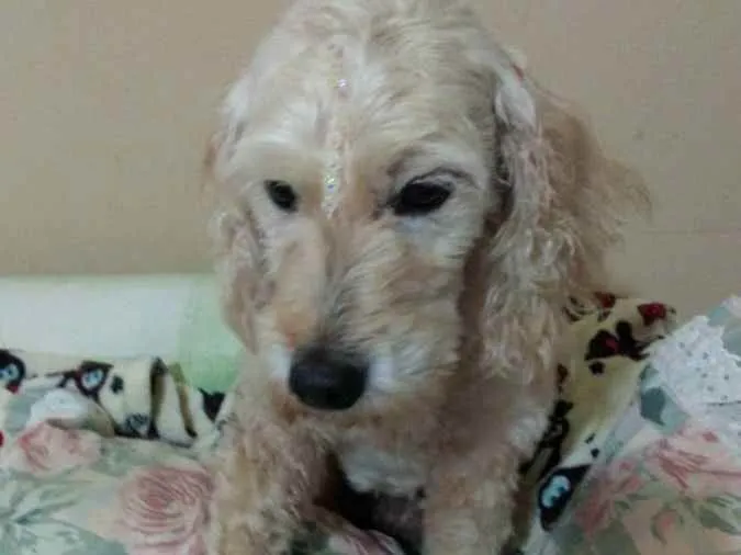 Cachorro raça Mestica  de Cocker  idade 5 anos nome Nina