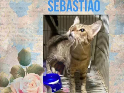 Gato raça SRD idade 1 ano nome Sebastião 
