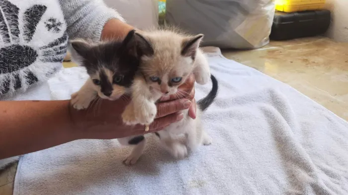 Gato raça Misturado idade Abaixo de 2 meses nome Sem nome