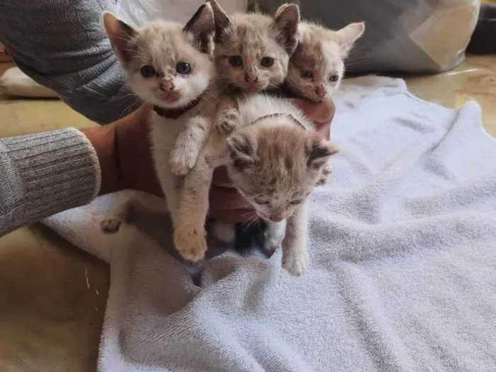 Gato raça Misturado idade Abaixo de 2 meses nome Sem nome