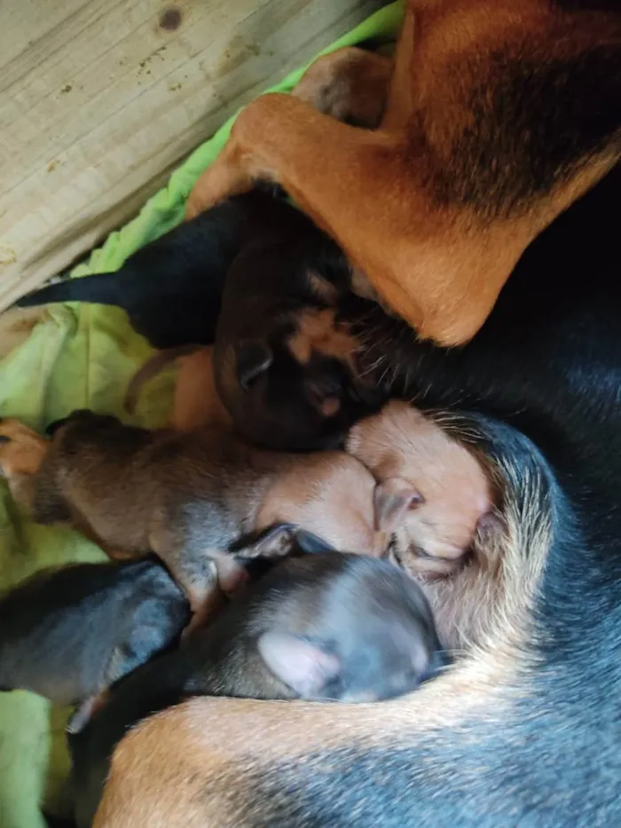 Cachorro ra a Vira lata idade Abaixo de 2 meses nome Filhotes