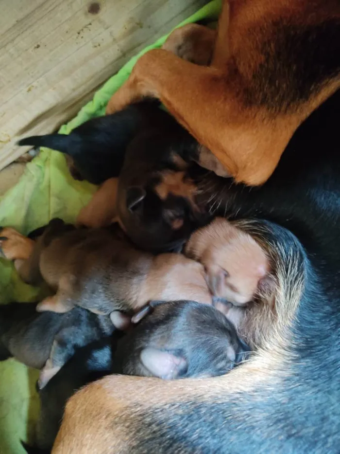 Cachorro ra a Vira lata idade Abaixo de 2 meses nome Filhotes