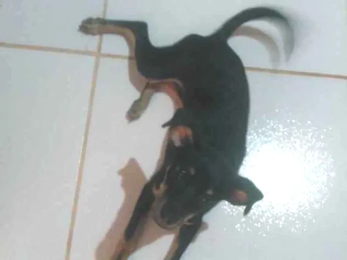 Cachorro ra a  idade 2 a 6 meses nome Laila