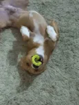 Rodolfo 