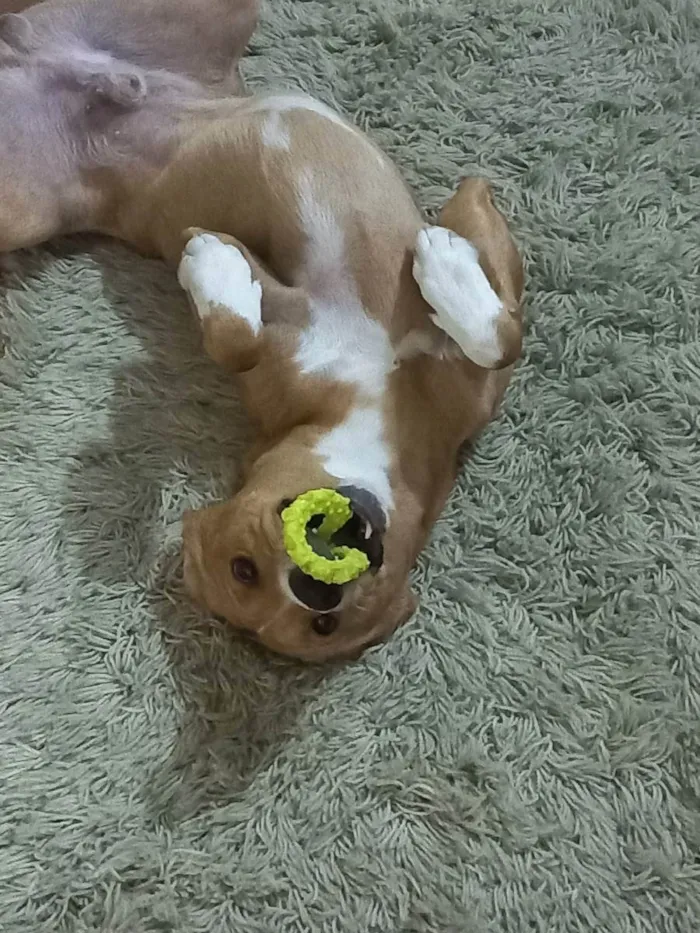 Cachorro ra a Vira lata idade 1 ano nome Rodolfo 