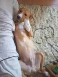 Rodolfo 