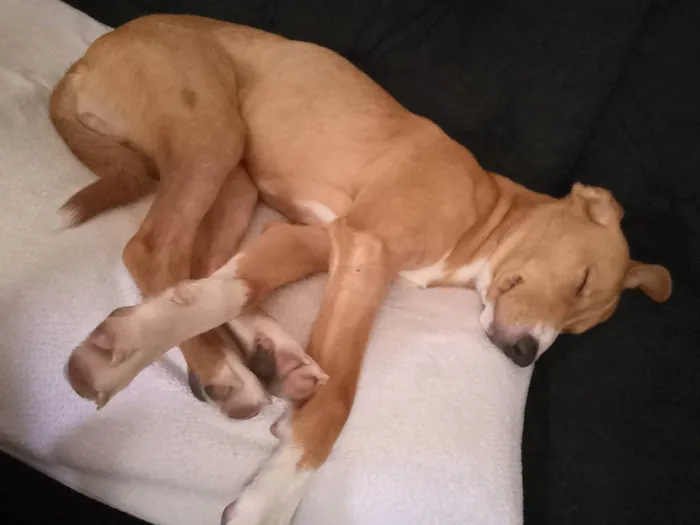 Cachorro ra a Vira lata idade 1 ano nome Rodolfo 