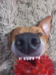 Rodolfo 