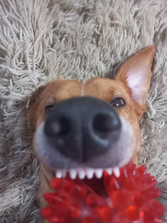 Cachorro ra a Vira lata idade 1 ano nome Rodolfo 
