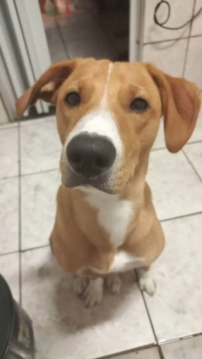 Cachorro ra a Vira lata idade 1 ano nome Rodolfo 