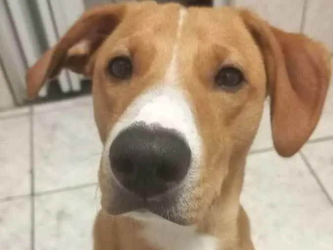 Cachorro ra a Vira lata idade 1 ano nome Rodolfo 