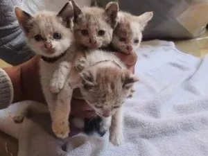 Gato raça Misturado idade Abaixo de 2 meses nome Sem nome