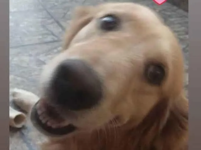 Cachorro ra a Golden idade 6 ou mais anos nome Jade