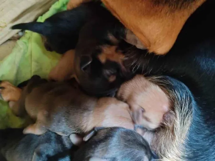 Cachorro ra a Vira lata idade Abaixo de 2 meses nome Filhotes