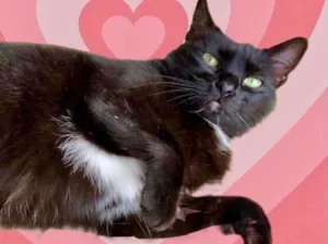 Gato raça Srd idade 1 ano nome Luna Linda 
