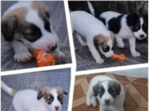 Cachorro raça Srd idade Abaixo de 2 meses nome Petrukio
