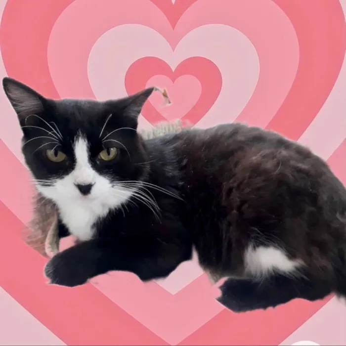 Gato raça Srd idade 1 ano nome Cotoco lindo 