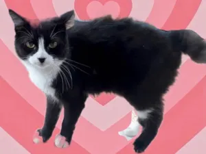 Gato raça Srd idade 1 ano nome Cotoco lindo 