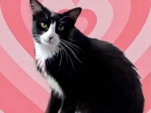 Gato raça Srd idade 1 ano nome Nariz lindo gatinho 