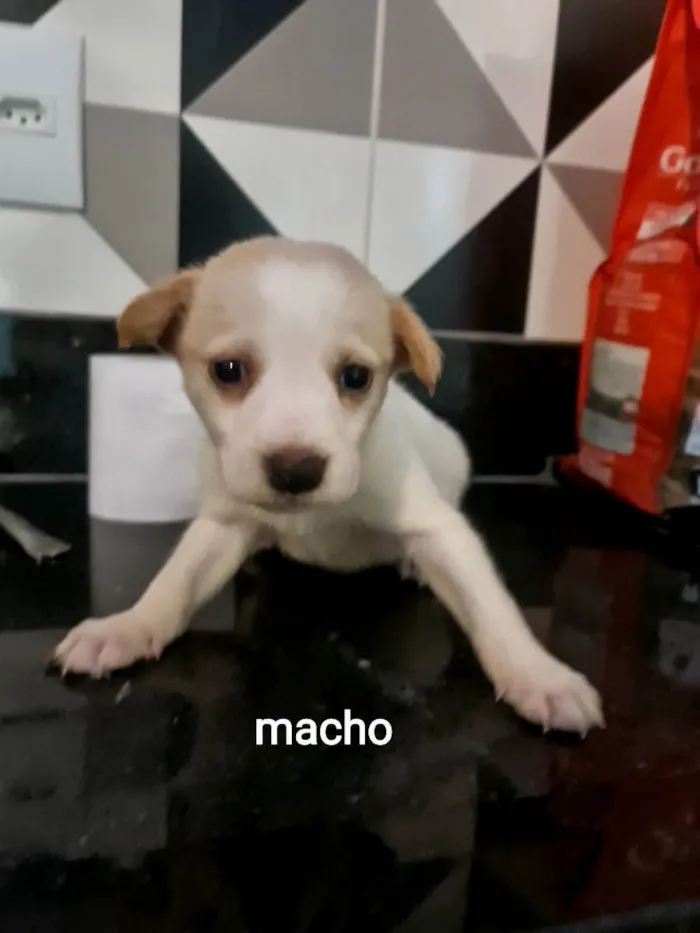 Cachorro ra a SRD idade 2 a 6 meses nome Kaleb