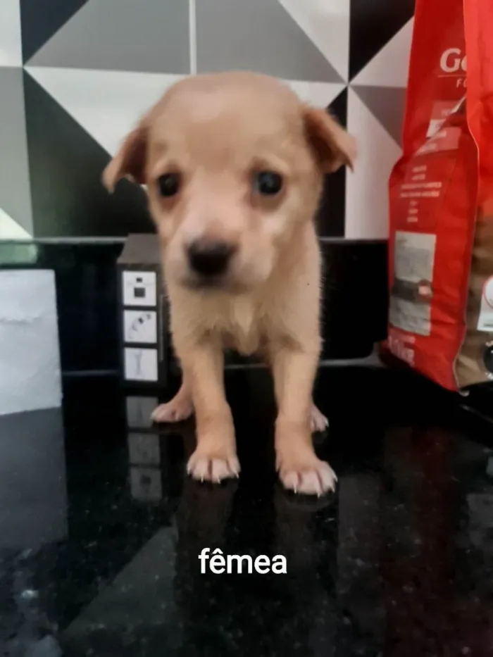 Cachorro ra a SRD idade Abaixo de 2 meses nome Moana