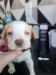 Nikita