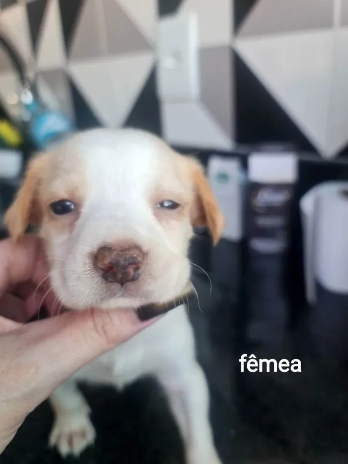 Cachorro ra a SRD idade Abaixo de 2 meses nome Nikita