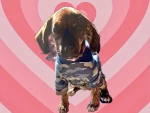 Cachorro raça Srd idade 2 a 6 meses nome Nina bb2meses Linda 
