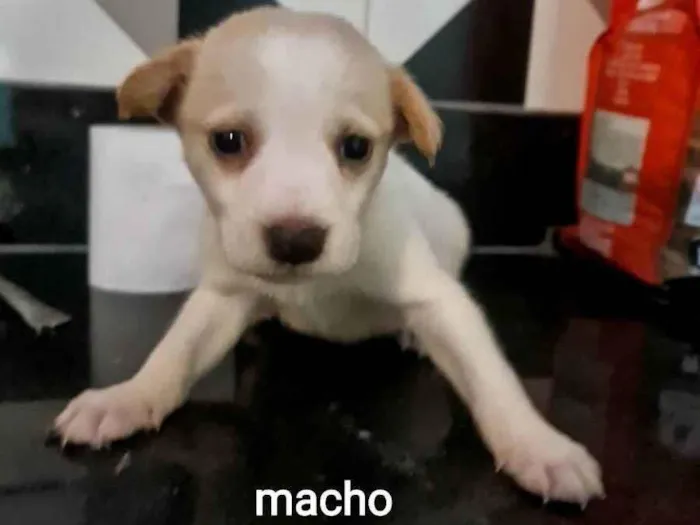 Cachorro ra a SRD idade 2 a 6 meses nome Kaleb