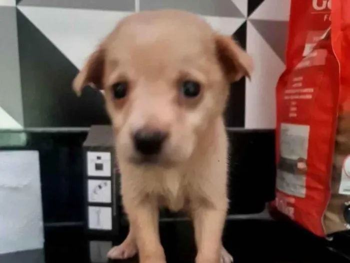 Cachorro ra a SRD idade Abaixo de 2 meses nome Moana