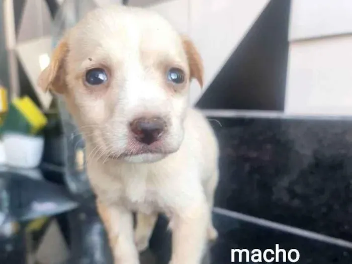 Cachorro ra a SRD idade Abaixo de 2 meses nome Dante
