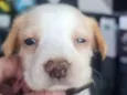 Nikita