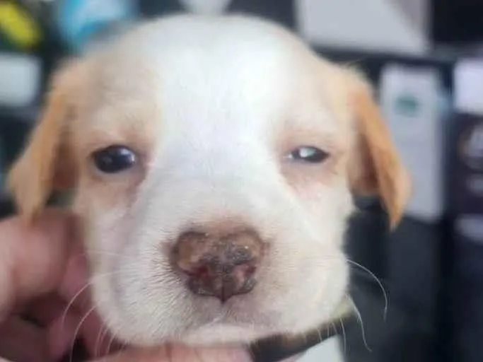 Cachorro ra a SRD idade Abaixo de 2 meses nome Nikita