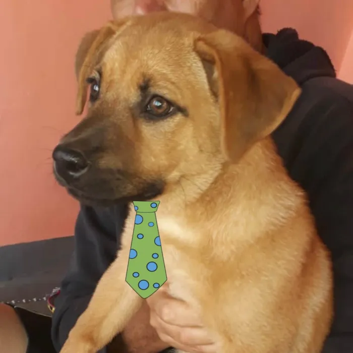 Cachorro ra a Mestiço  idade 2 a 6 meses nome Mike 