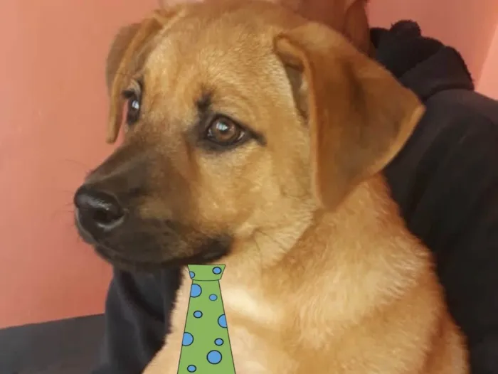 Cachorro ra a Mestiço  idade 2 a 6 meses nome Mike 