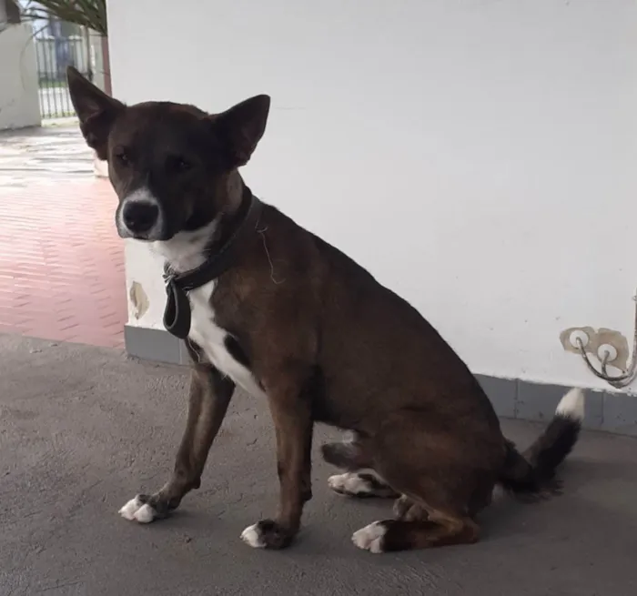 Cachorro ra a Sem raça definida idade 1 ano nome Duke