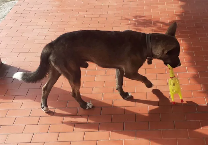 Cachorro ra a Sem raça definida idade 1 ano nome Duke