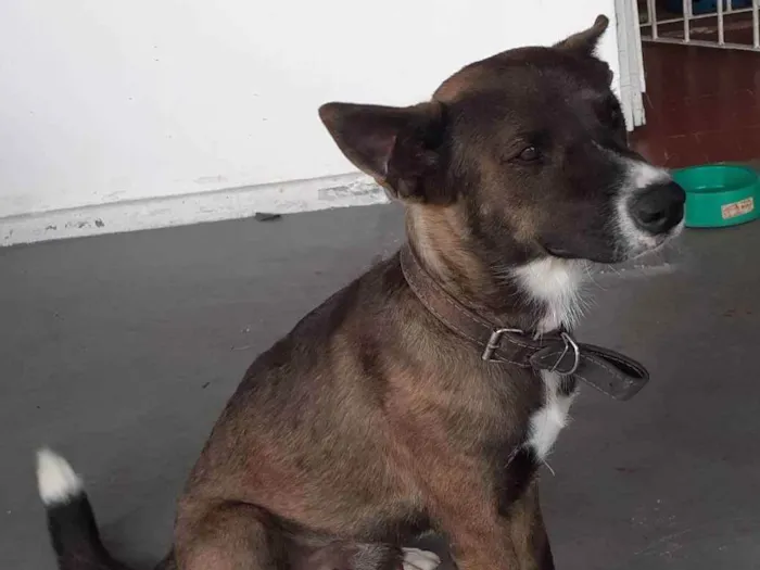 Cachorro ra a Sem raça definida idade 1 ano nome Duke