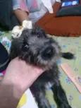 Lola