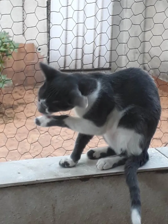 Gato raça Srd idade 2 a 6 meses nome Pink bb5meses linda