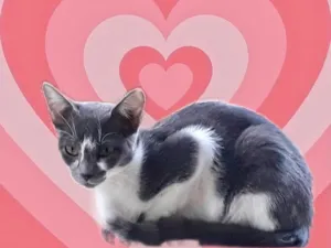 Gato raça Srd idade 2 a 6 meses nome Pink bb5meses linda