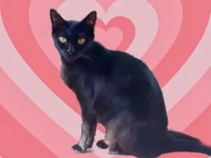 Gato raça Srd idade 1 ano nome PETA Linda 