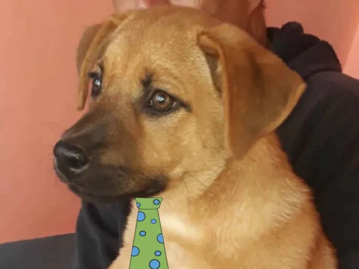 Cachorro ra a Mestiço  idade 2 a 6 meses nome Mike 