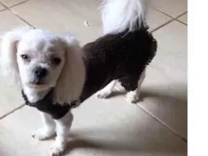 Cachorro raça Maltês  idade 3 anos nome Crystal 