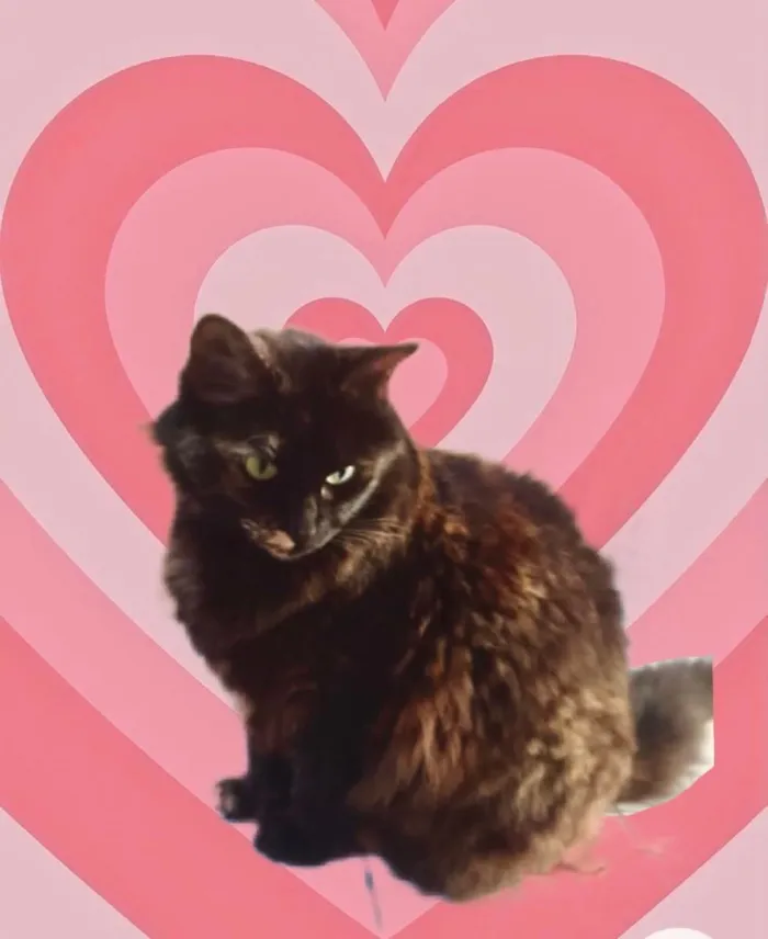 Gato raça Srd idade 1 ano nome Ágatha linda urgente